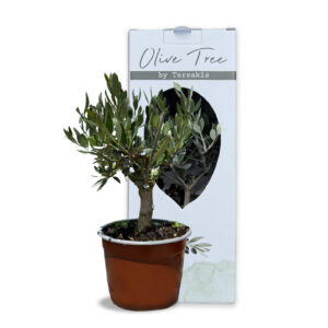 Olive Tree Mini