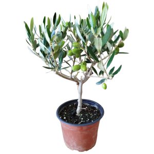 Olive Tree Mini