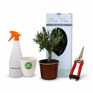 Olive Tree Mini Complete