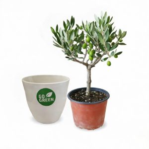 Olive Tree Mini Essentials
