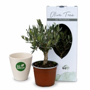 Olive Tree Mini Essentials