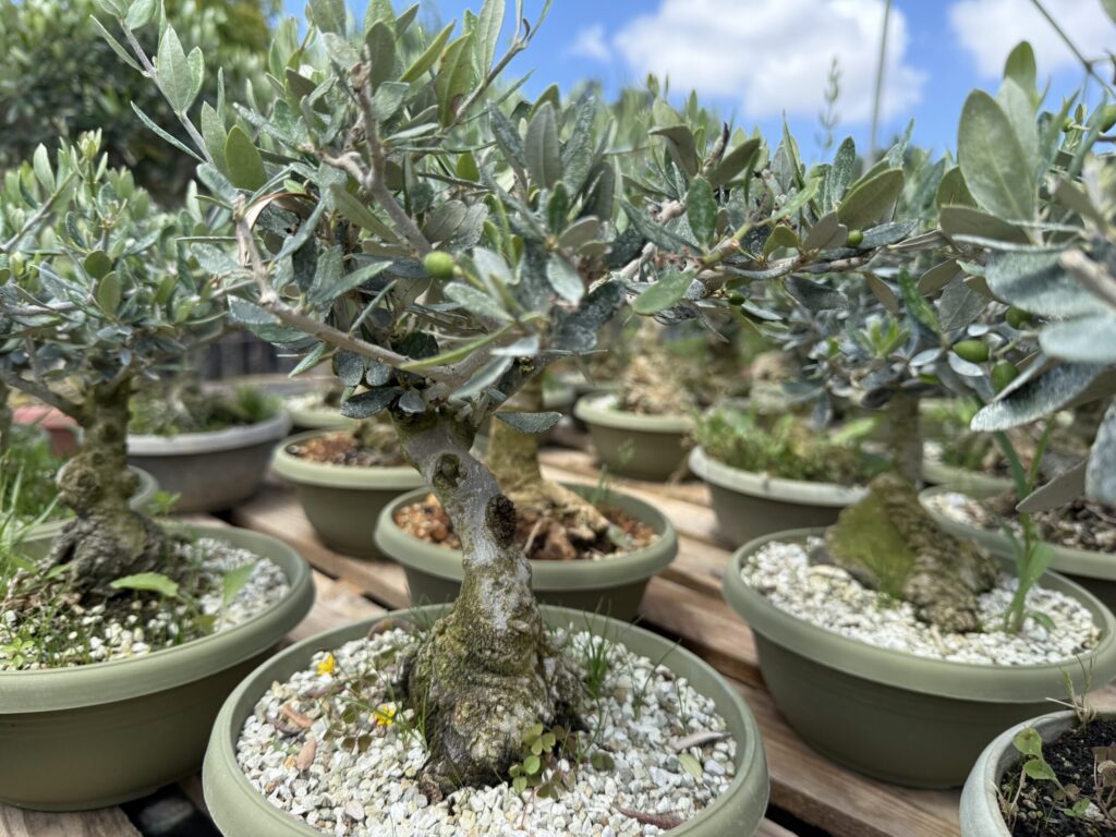 olive_tree_bonsai