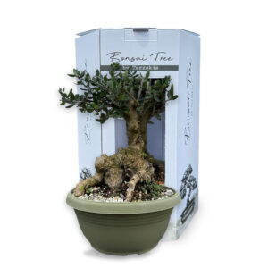 Olive Tree Bonsai